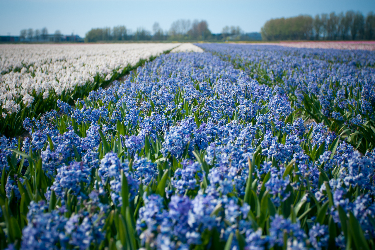 Have a Blissful Weekend #8