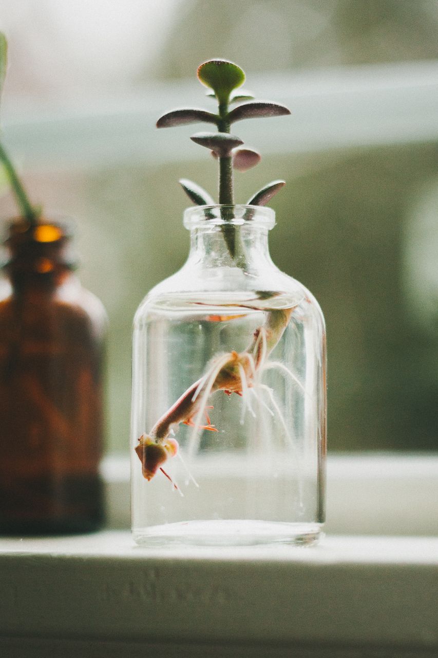 Propagating Plants on Window Sill by Conscious by Chloé