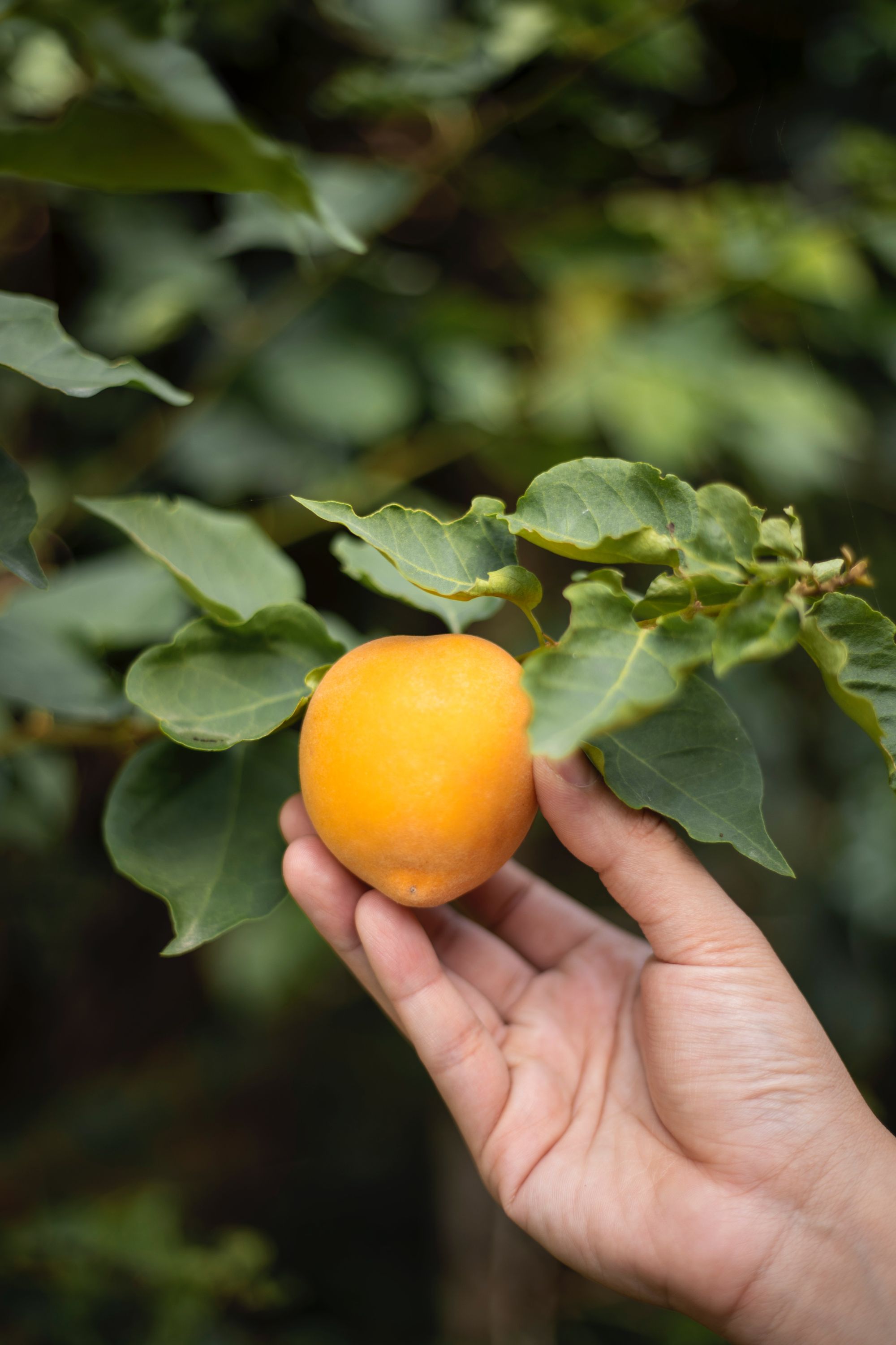 Fruit Tree for Conscious by Chloé