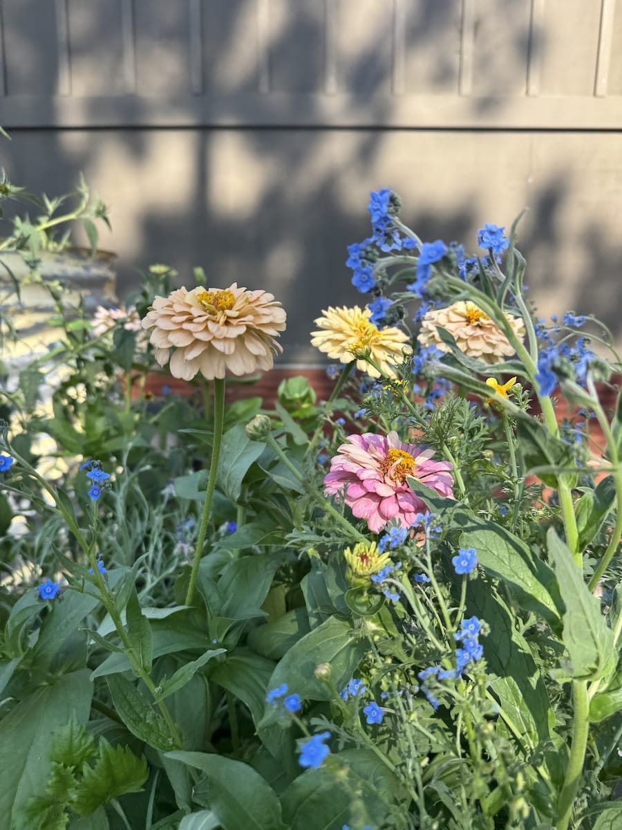 The Zinnia Dawn Creek Peach from Floret Farms I grew this summer